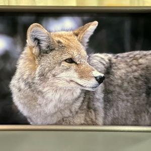 Large coyote with frame